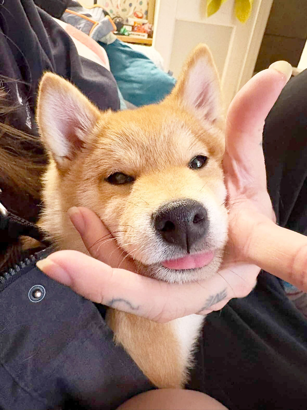 The Shiba puppy smiling at me