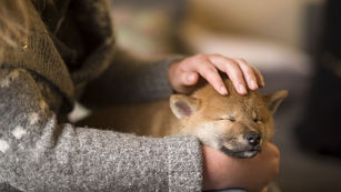  犬が吠えるには理由がある【不安吠え】