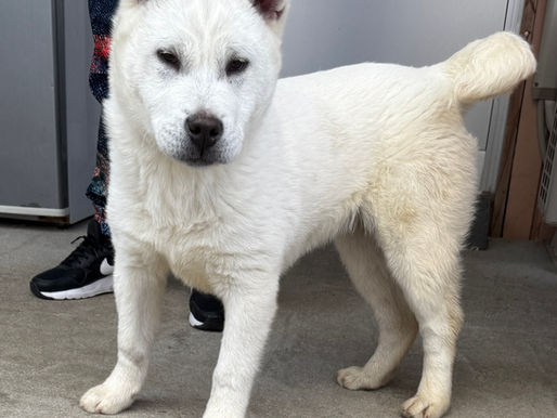 L’acuité sensorielle du chien japonais