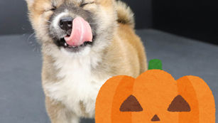 10月31日まで！ハロウィンキャンペーン！！