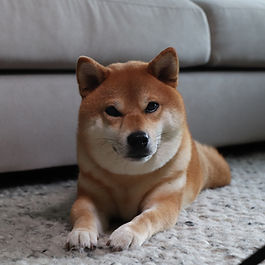 We gotten our Shiba inu from Shiba Inu breeders during the Covid-19 period. We read reviews online and knew that many Singaporeans bought their Shiba Inu from them hence decided to contact them. When we communicated with Shiba Inu breeders owners, they responded promptly and professionally. They were very responsible to do some background checks. They were very thoughtful to ask for our preferred dog gender and the adult features of the dog before carefully choosing one puppy for us to consider. During the chaotic covid lockdown, our communications were kept constant via email and video updates of our chosen Shiba inu. The arrangement for our dog to fly over to Singapore was also done seamlessly. Getting a dog from Shiba Inu breeders was one of the most exciting experiences my family ever had. Our Shiba inu is healthy and has been happily living with us for the past 4 years.