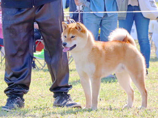 The Shiba Inu in the Dog Show