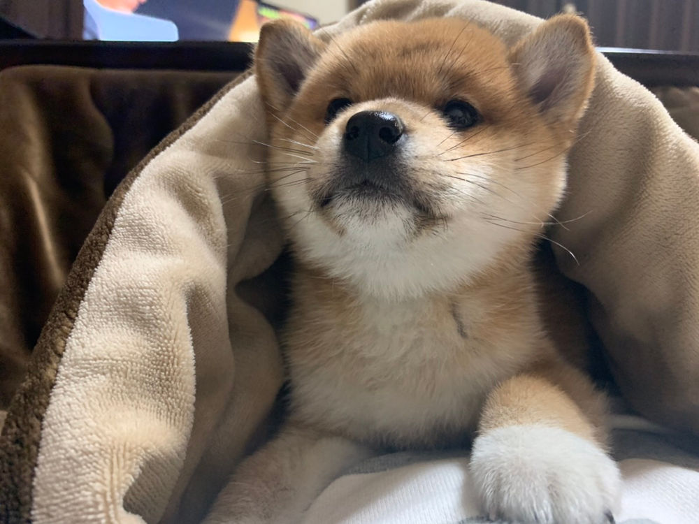 柴犬はなぜ穴掘りが大好きなのか