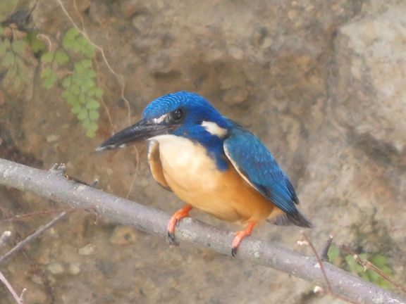 P1020956 - Copie.JPG