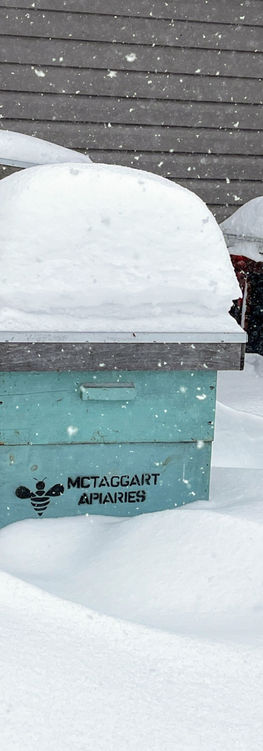 Hives with snow on them