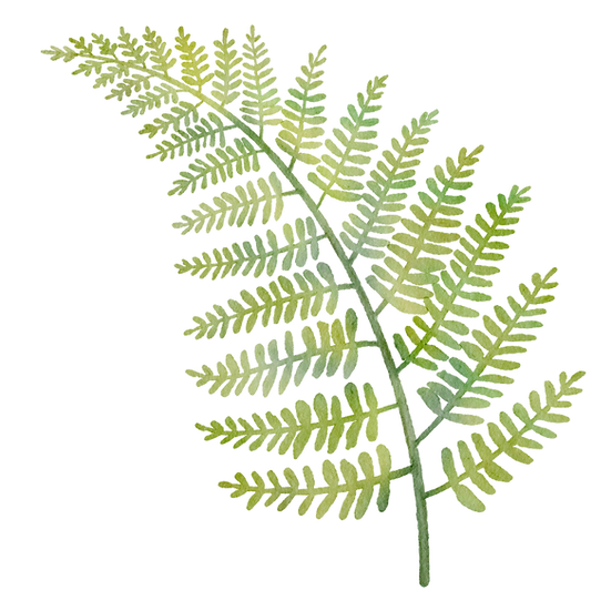 A solitary fern leaf with delicate, light green fronds. The pattern is detailed and vibrant, evoking a natural mood.