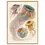 Miniature : Affiche méduses Discomedusae