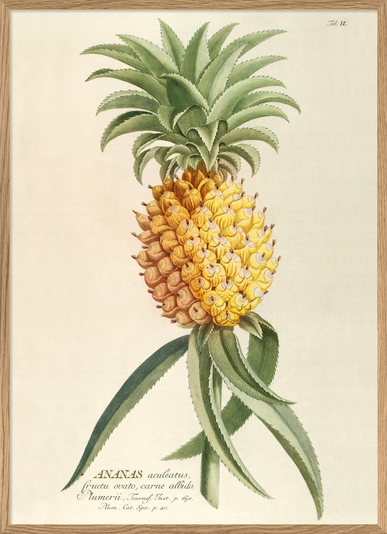 Affiche Ananas - Poster vintage fruits tropicales - Trois Fenêtres à Marseille
