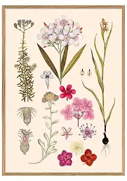 Cadeau affiches botaniques cabinet de curiosiés