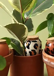 Arrosage plante deco