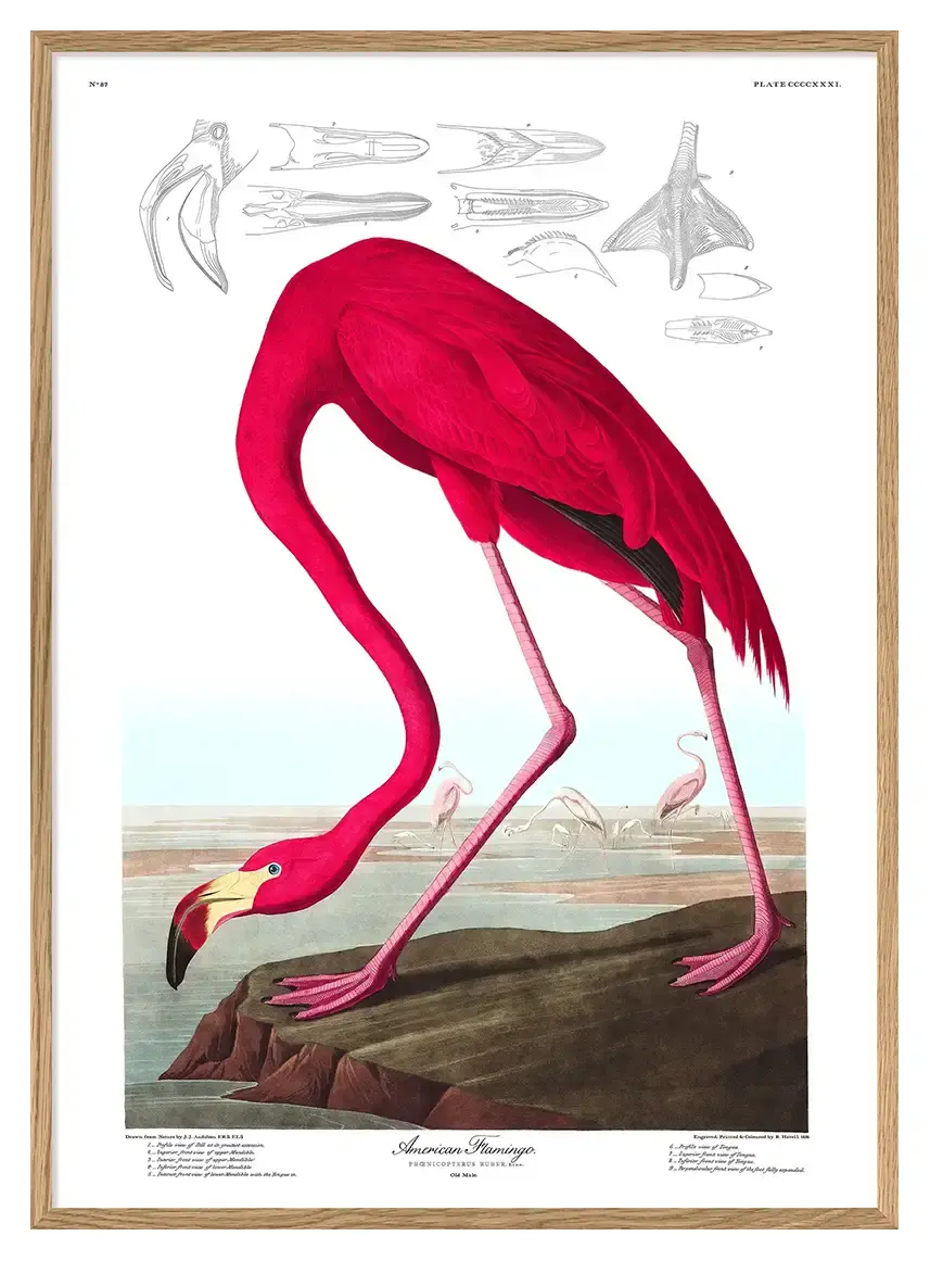 Affiche ancienne Flamant rose –  30x40 cm - Dybdahl