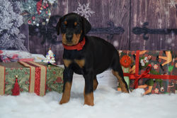 Red collar Black Female