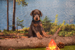 Teal Collar Blue Male