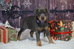 Purple collar Blue Female