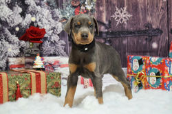 Black collar Blue Male