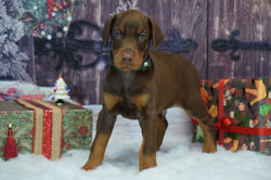 Green collar Red Male