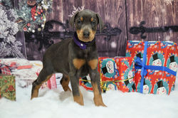 Purple collar Blue Female