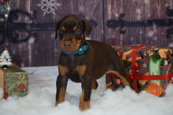 Teal collar Red Female