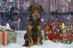 Green collar Red Male