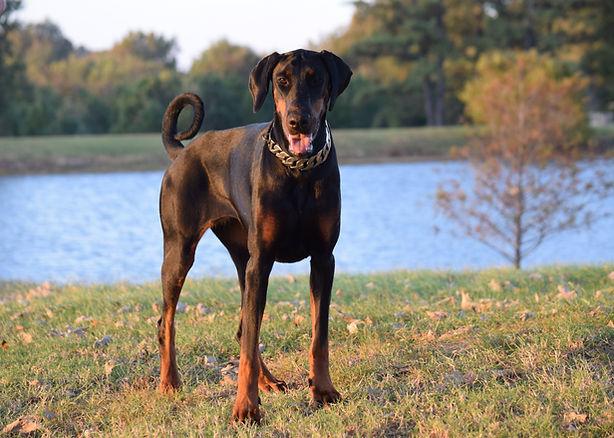 Upcoming Litters | sunny-hill-dobermans