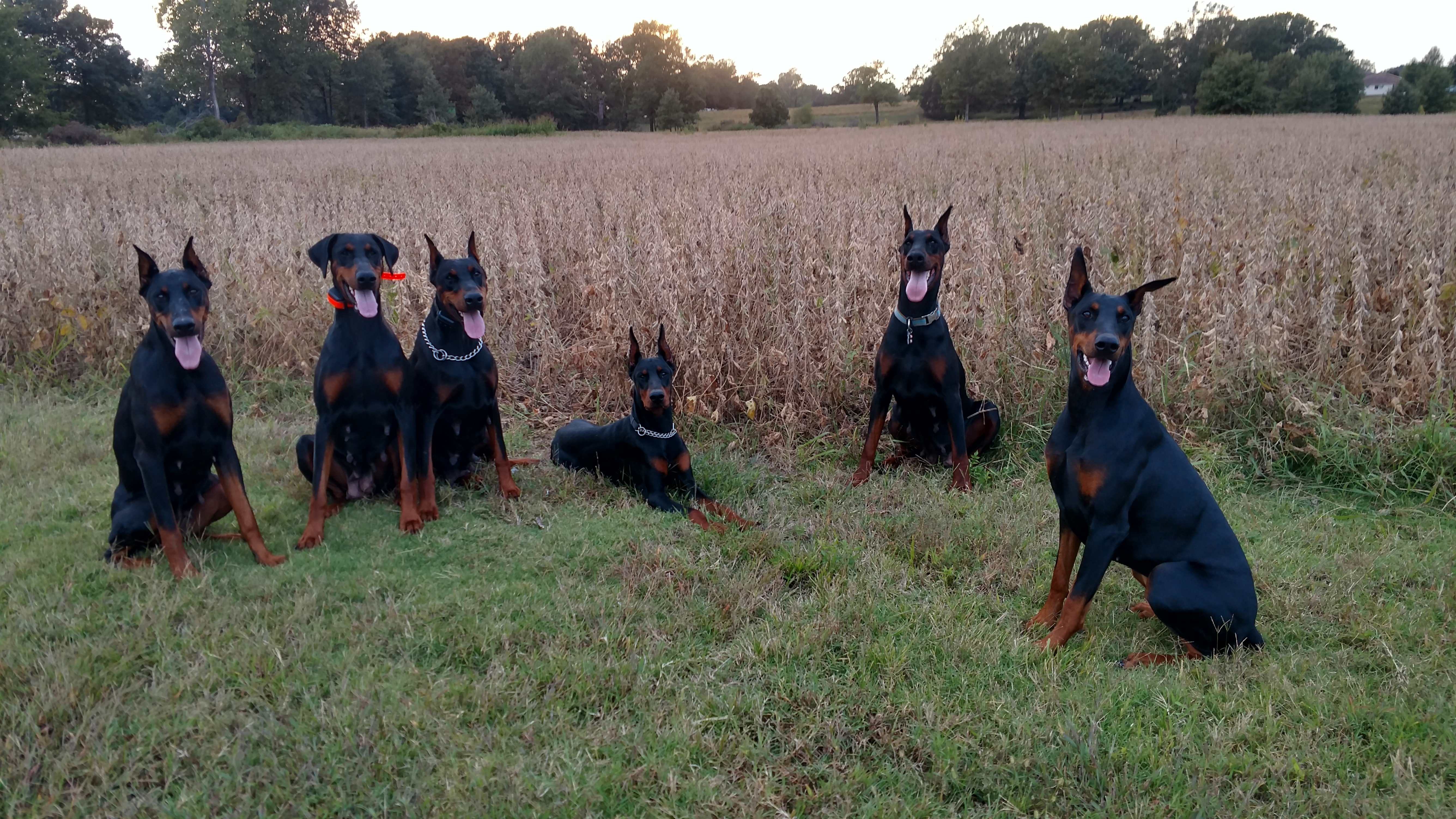 European Doberman breeders Tennessee Sunny Hill Dobermans