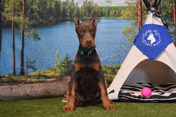 Green collar Red Female