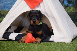 Lime Collar Black Male