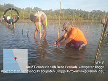 mangrove.jpg