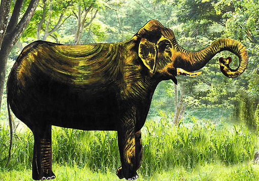 Elephant