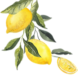 citrus-bouquet-3.png