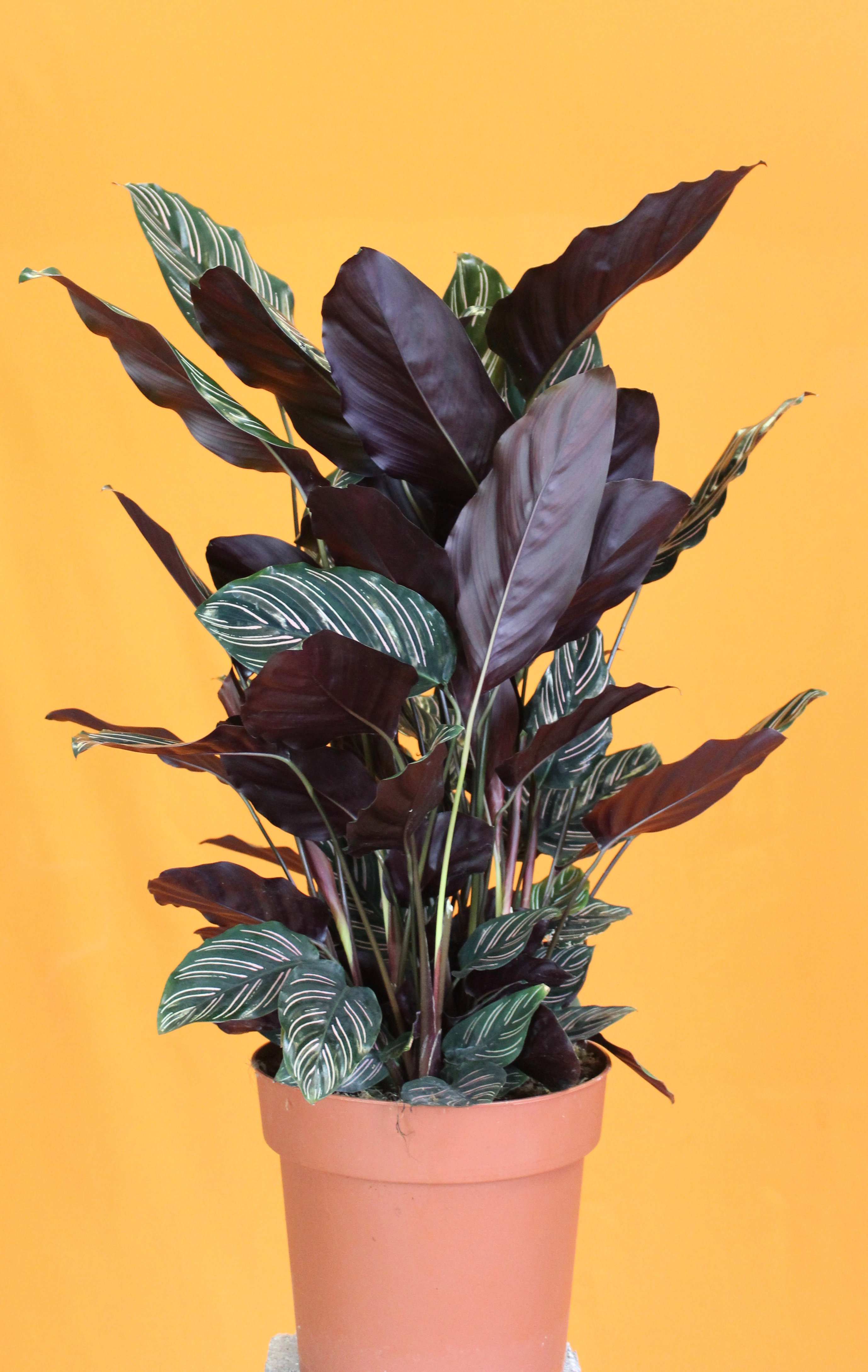 Buy Calathea ornata Plant - Free delivery on £10+ orders