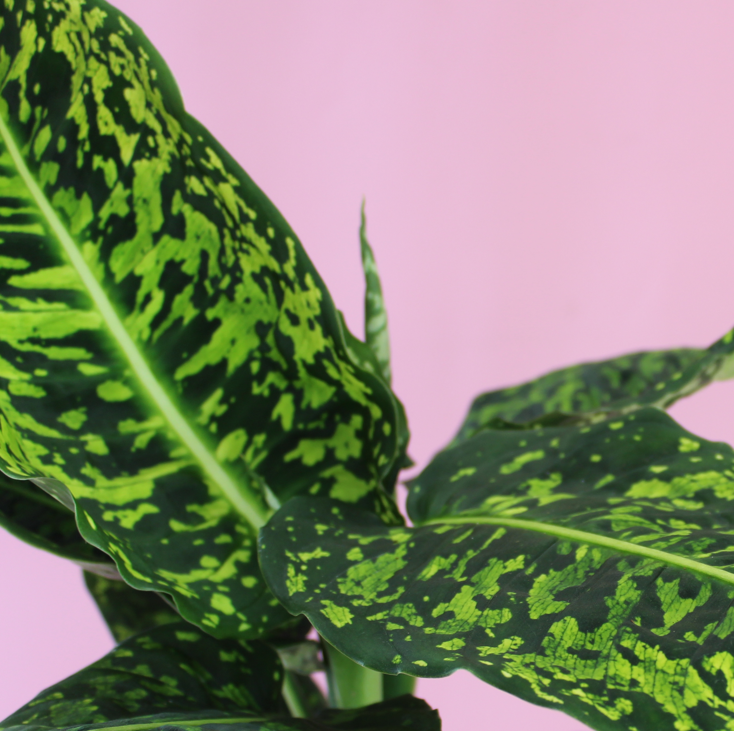 dieffenbachia reflector dieffenbachia reflector