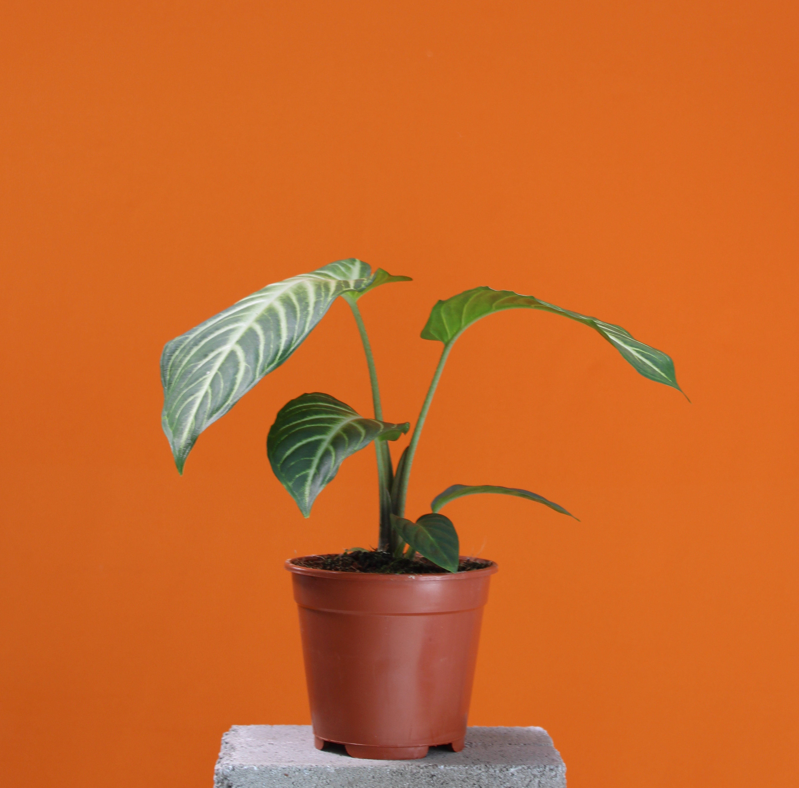 Buy Caladium Lindenii Plant Free Delivery On 50 Orders