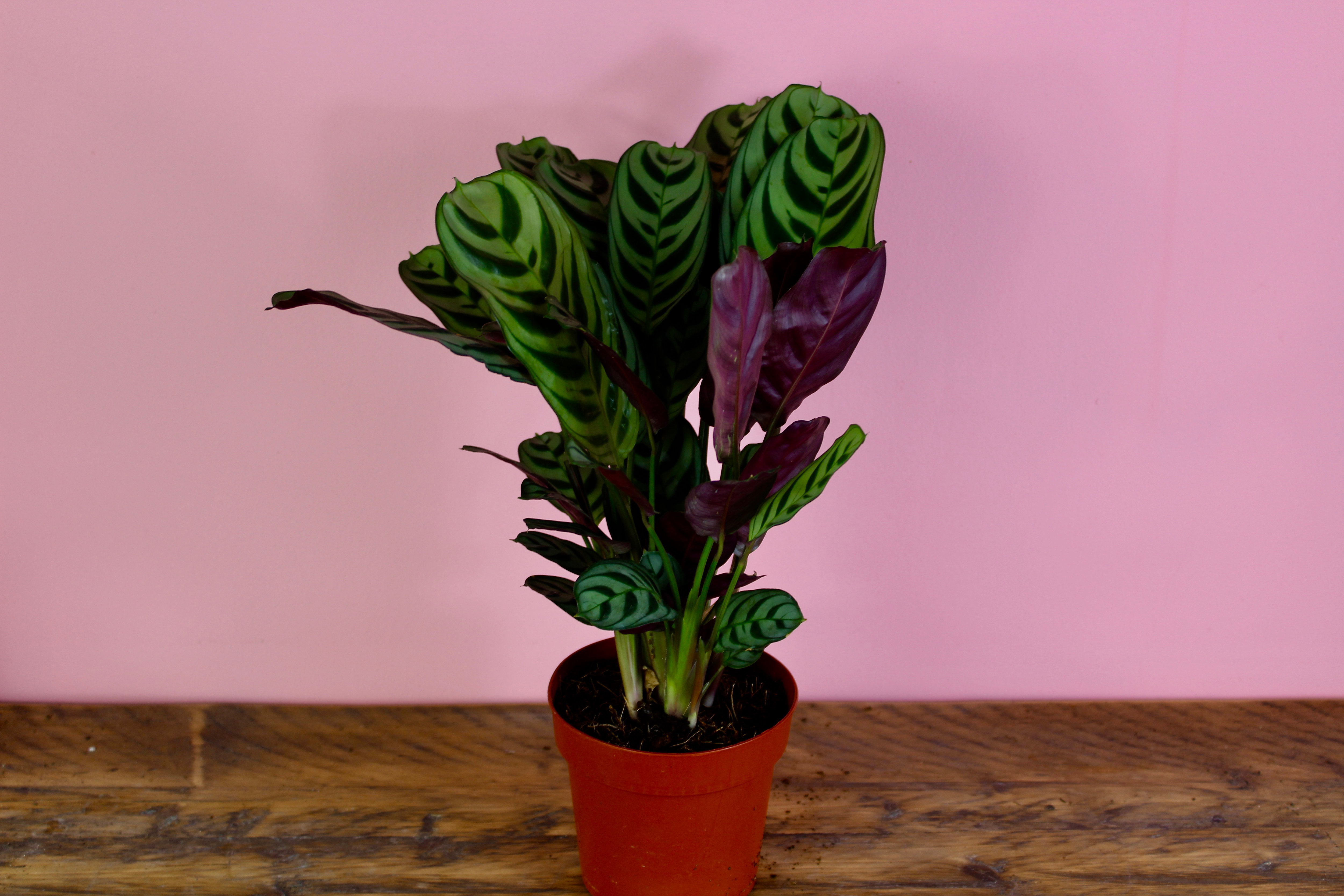 Ctenanthe burle marxii "Never Never Plant" | Root Houseplants