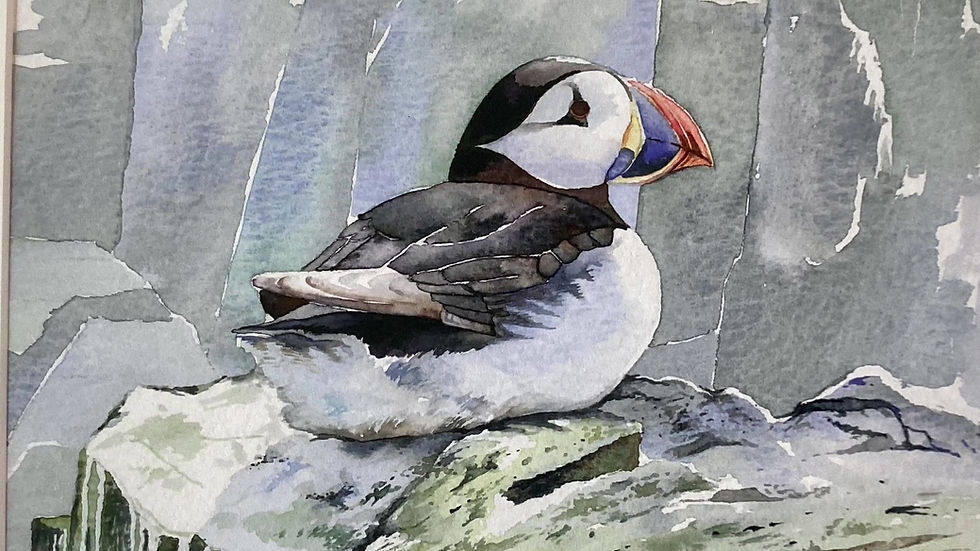 Thumbnail: Puffin of the Farne Islands ART PRINT