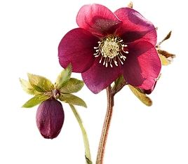 hellebore flower_edited.png