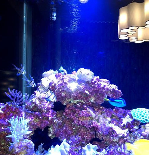 fishtank2.jpeg