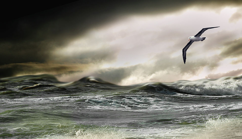 Weathering the Storm (Top)