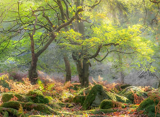 beauty of the woodland.jpg