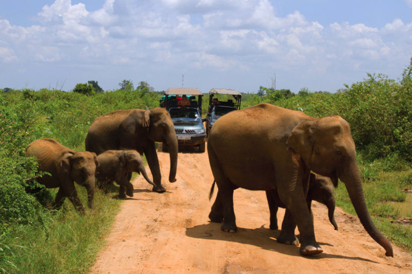 safari_at_udawalawa_national_park-600.jpg