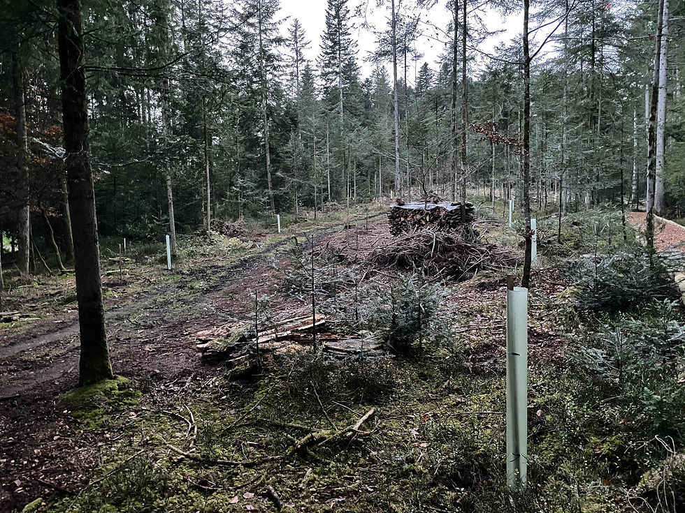 Miniature : Plante dans le canton de Berne