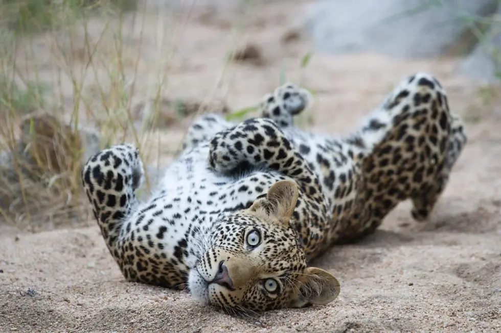 Eye contact that changes everything. Photo Credit: Singita
