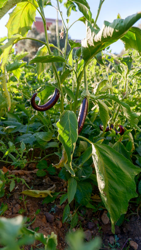 aubergine.jpg