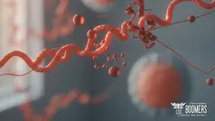 Régulation post-transcriptionnelle de la Profiline-2