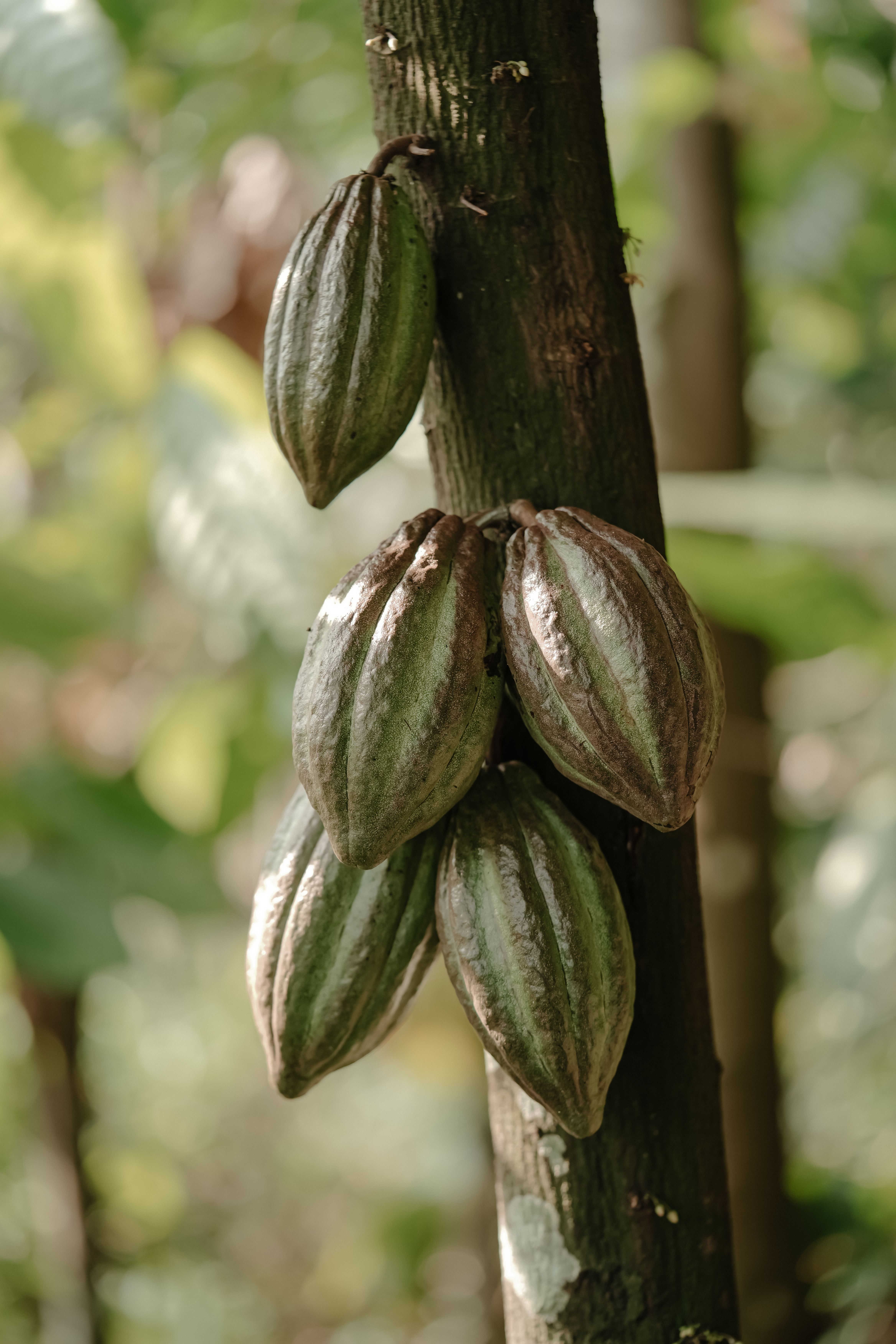 Rolling Hills cocoa farm in the Western Ghats