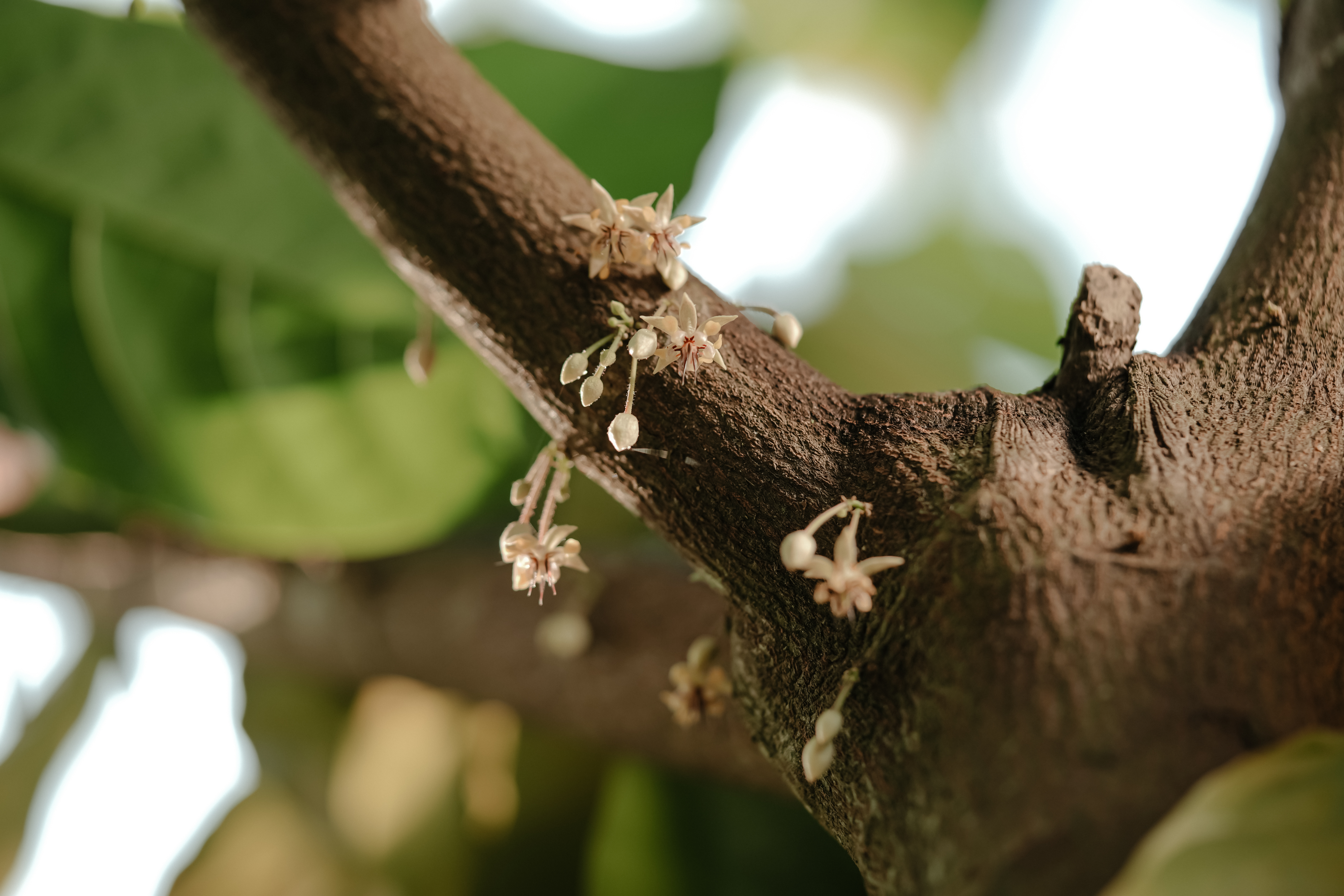 Cocoa flowers blooming directly on the trunk