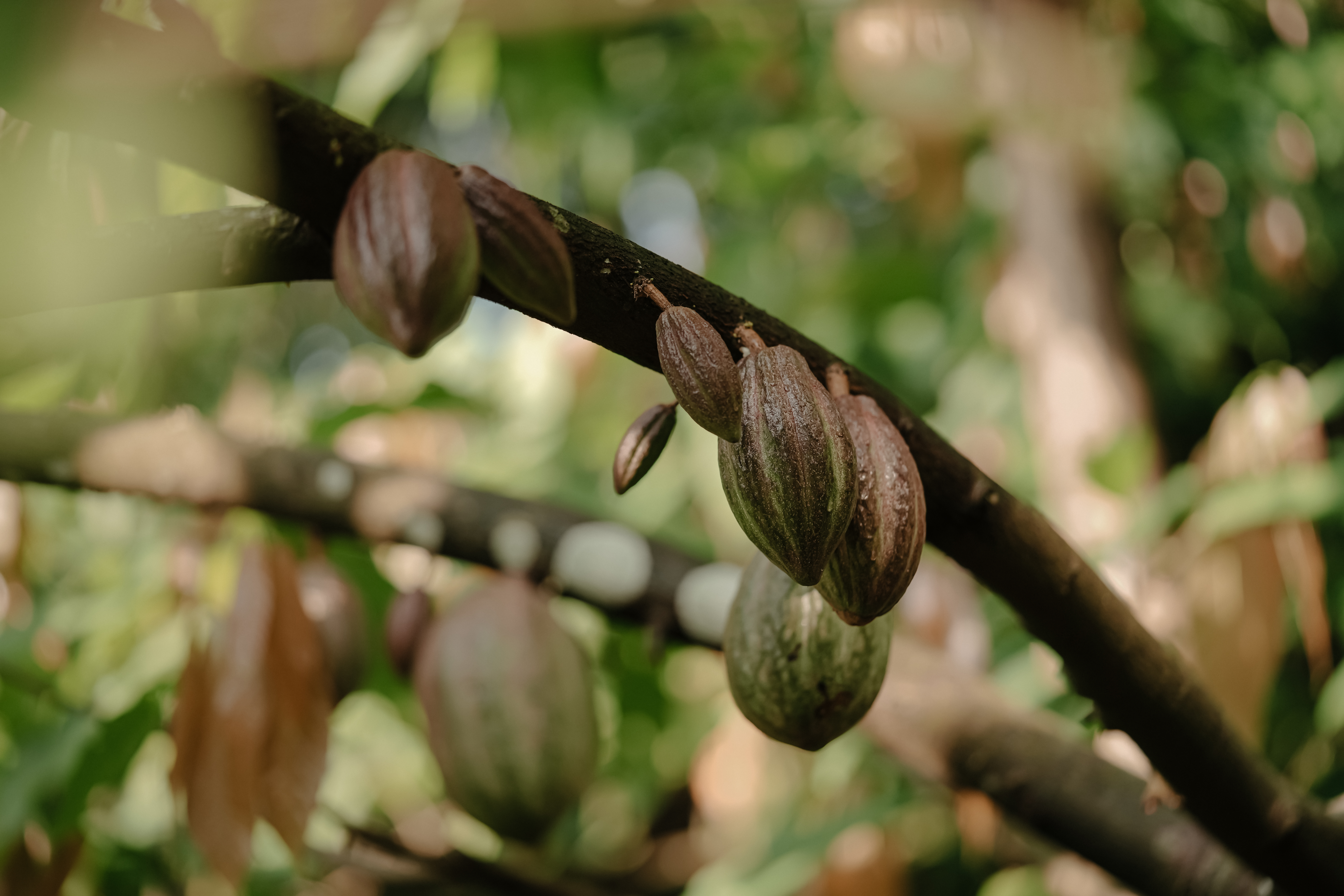 Young cocoa pods growing in the Western Ghats