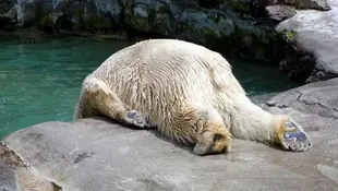 JANUARY SUMMARY FOR MID ATLANTIC SPRING CREEKS