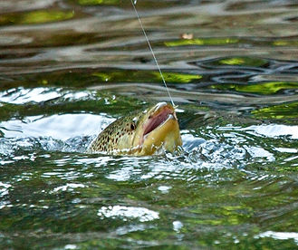 TROUTS HEADcropped.jpg