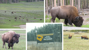 ARE THEY BUFFALO OR BISON?